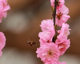 蜂恋花