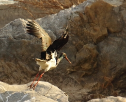 黑鹳