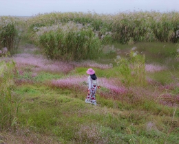 星仔花草间