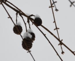 雪中松果