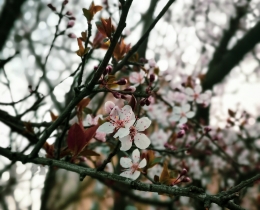 春花初开