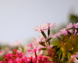 春之花2
