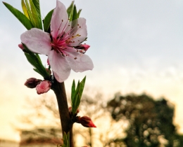 雨霁花开