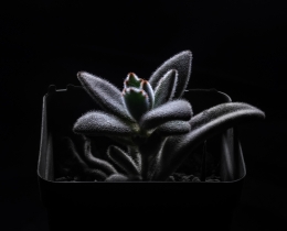 夜景静静生长的多肉植物