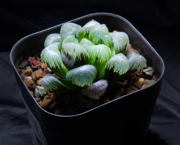 夜间静静生长的多肉植物