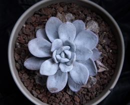 夜间静静生长的多肉植物