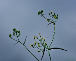 雨中花