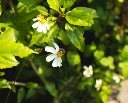 蜂戏菊