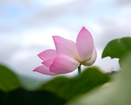 雨后荷花