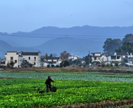 绿野风情