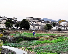 生态田野