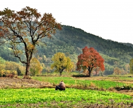 绿色原野