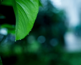 雨叶