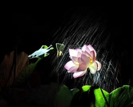 雨荷