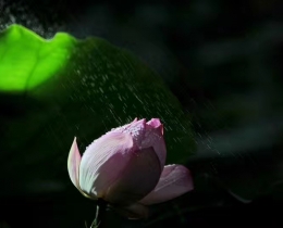 雨荷