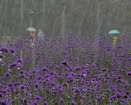 雨中行