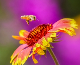 蜂花图
