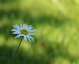 夏日之花