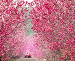 桃花深处觅芬芳