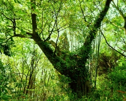 夏日森林 野蛮生长