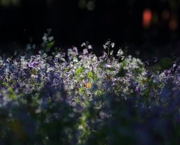 红墙小花