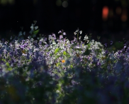 红墙小花