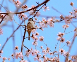桃花依旧笑春风