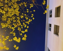 Leaves and Wall