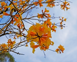 冬天炽热的花儿