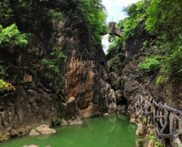 夏日里的黄果树