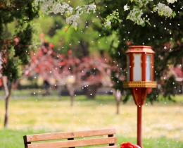 梨花春带雨
