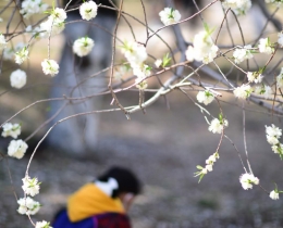 落花集