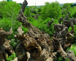 野马