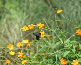 蝶恋花