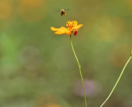 蜂与花