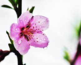 江南花梦语