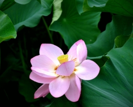 夏荷