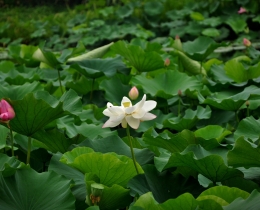 夏荷