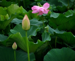 夏荷