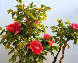 花开富贵