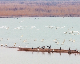 相约黄河口湿地