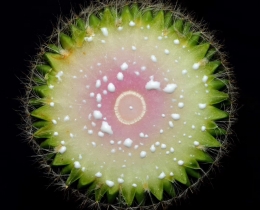 圆