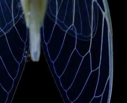 蝉