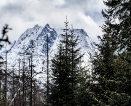 雪山融化，绿树发芽